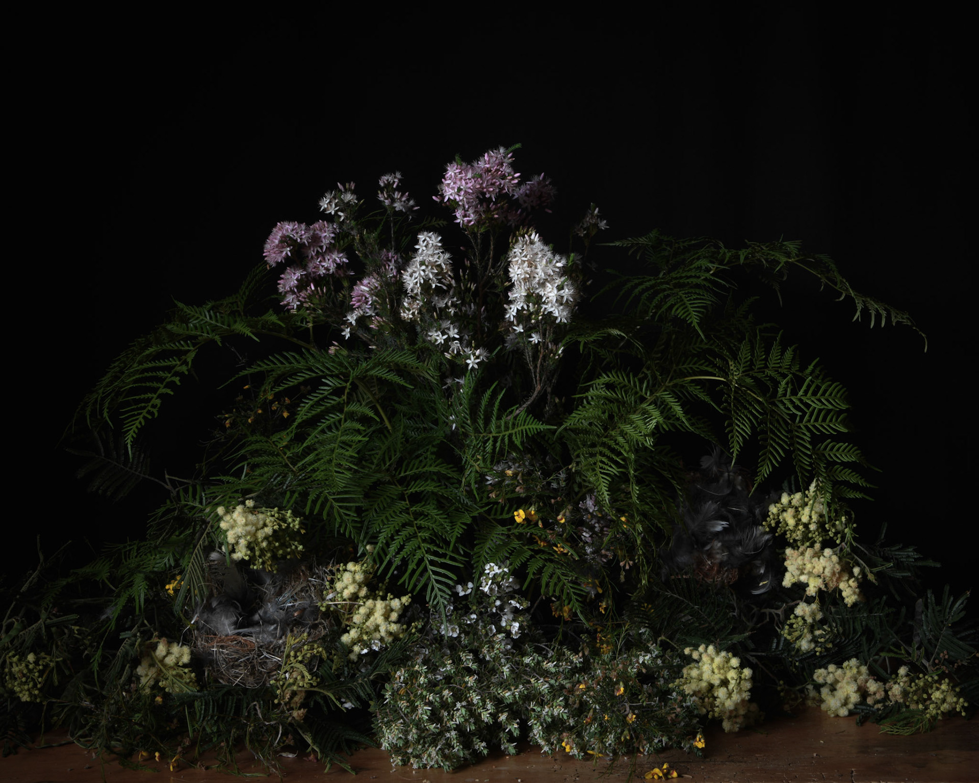 Still Life with Two Nests