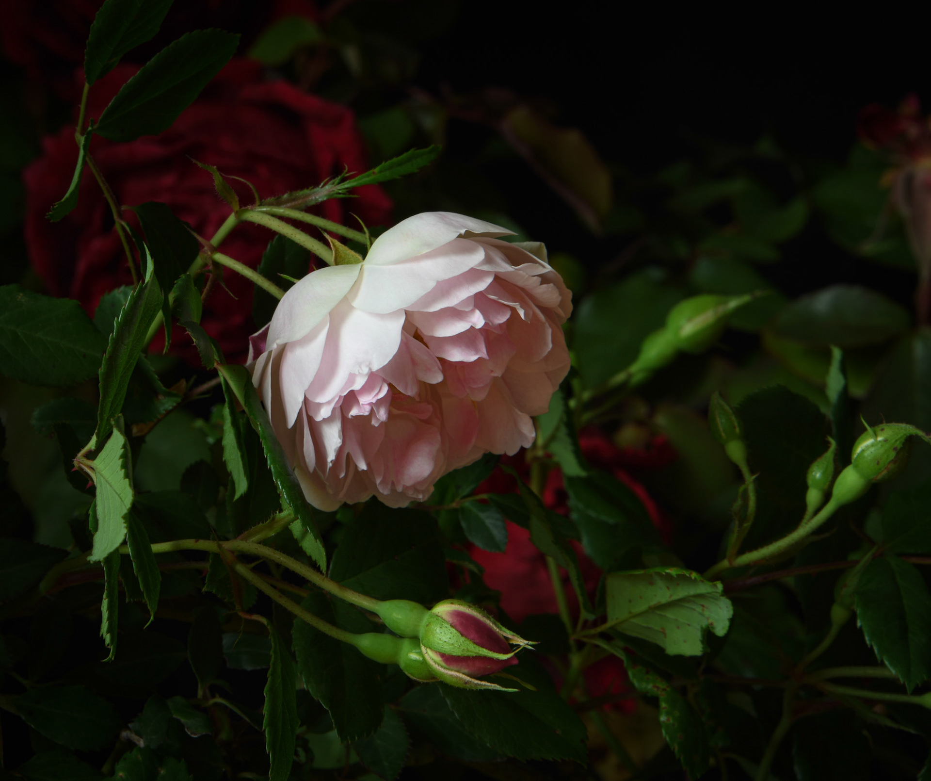 Abandoned Garden II