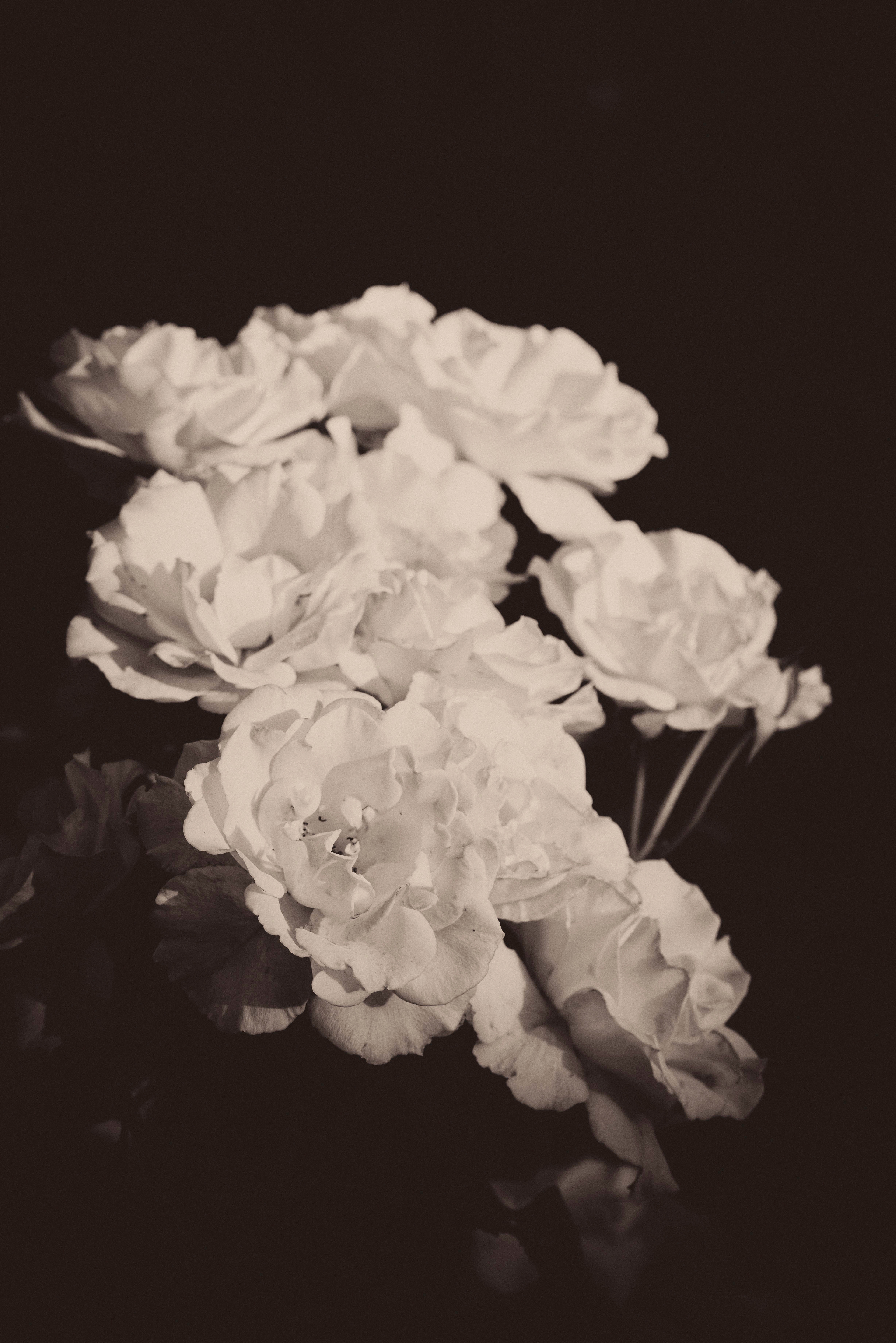 Rosa II