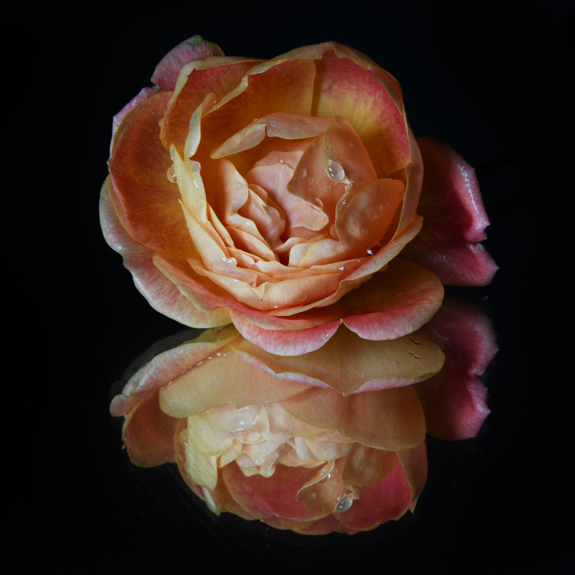 Rosa Ausnyson