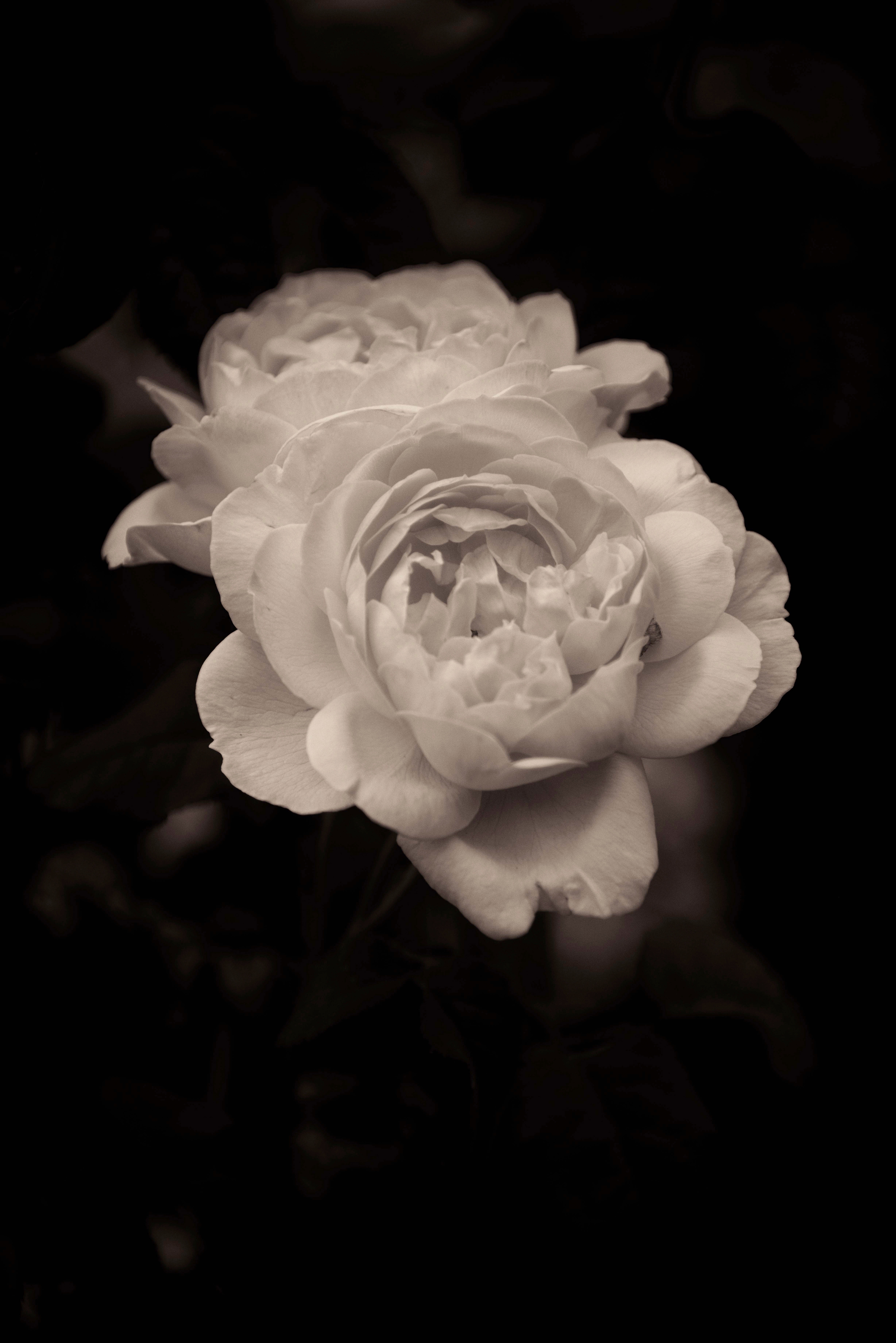 Rosa V