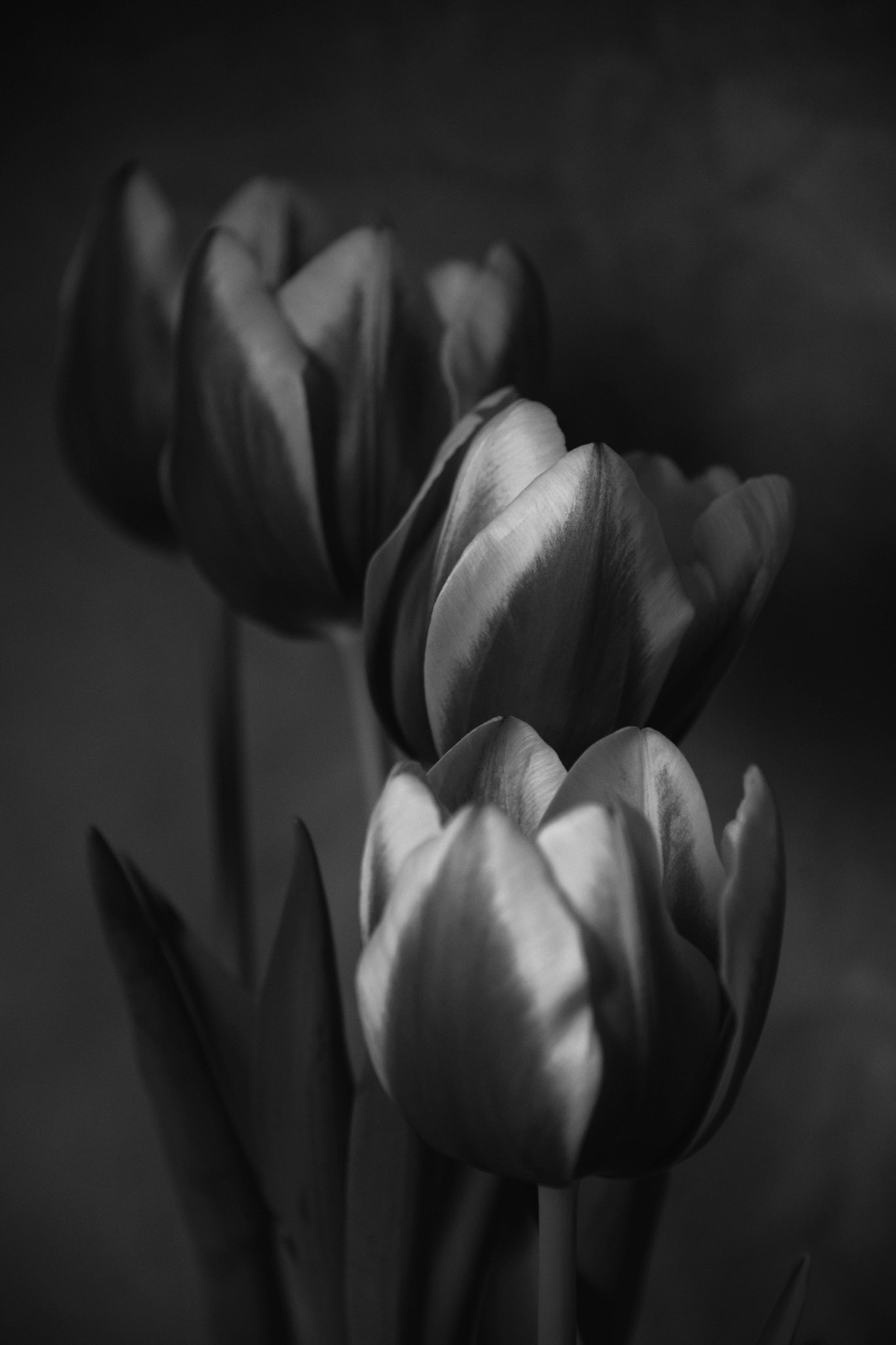 Tulipa II