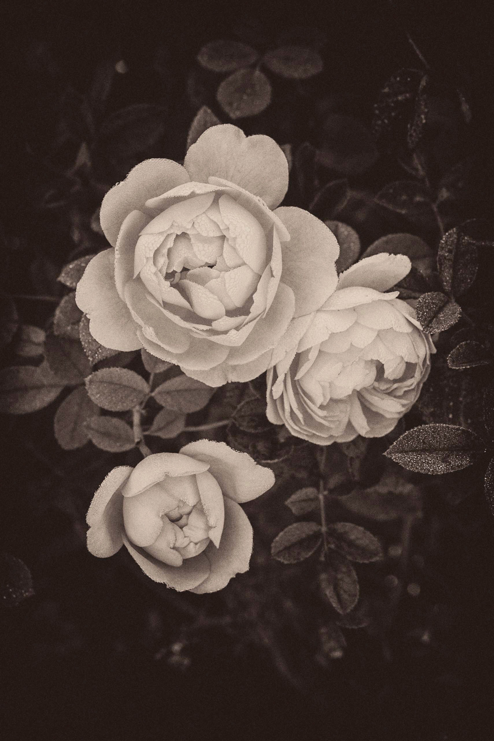Rosa III