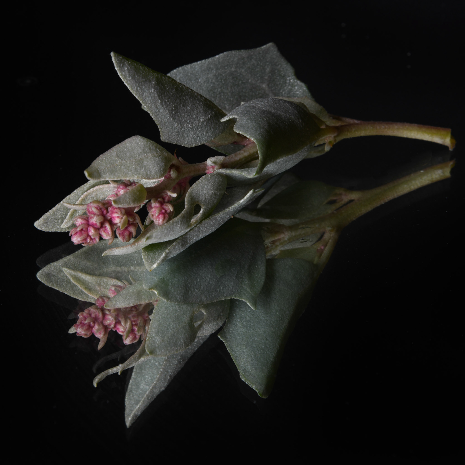 Atriplex