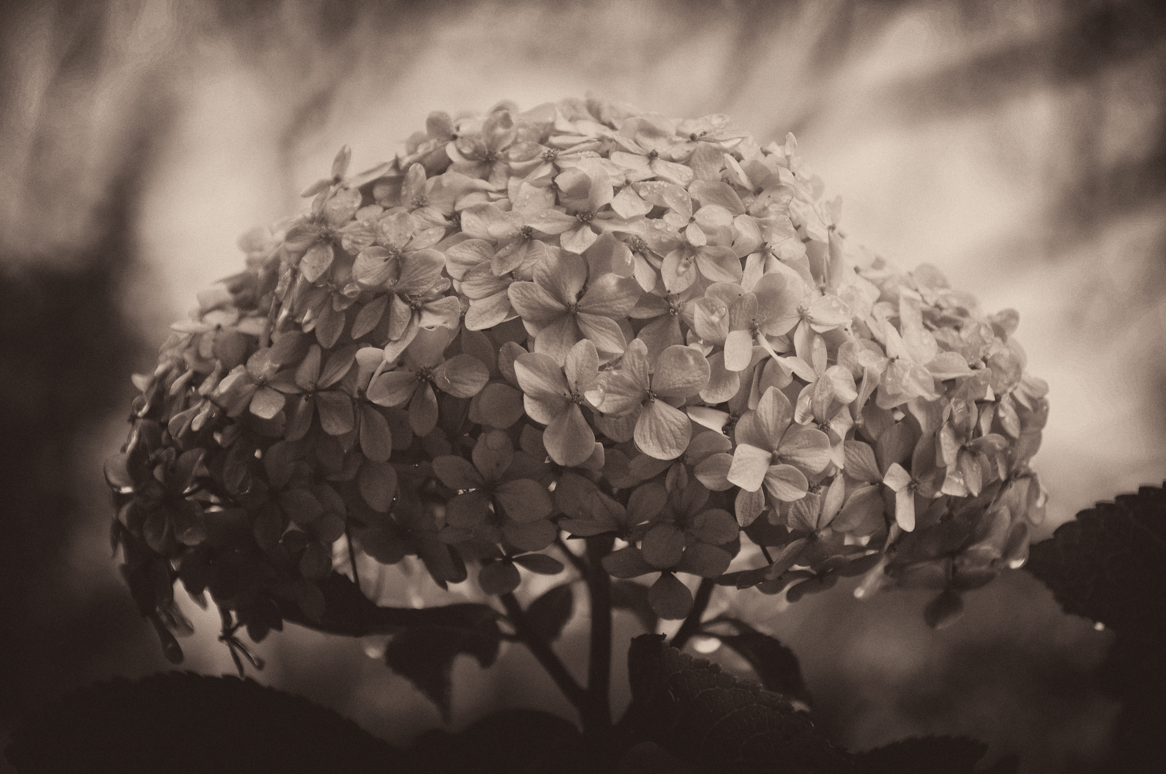 Hydrangea