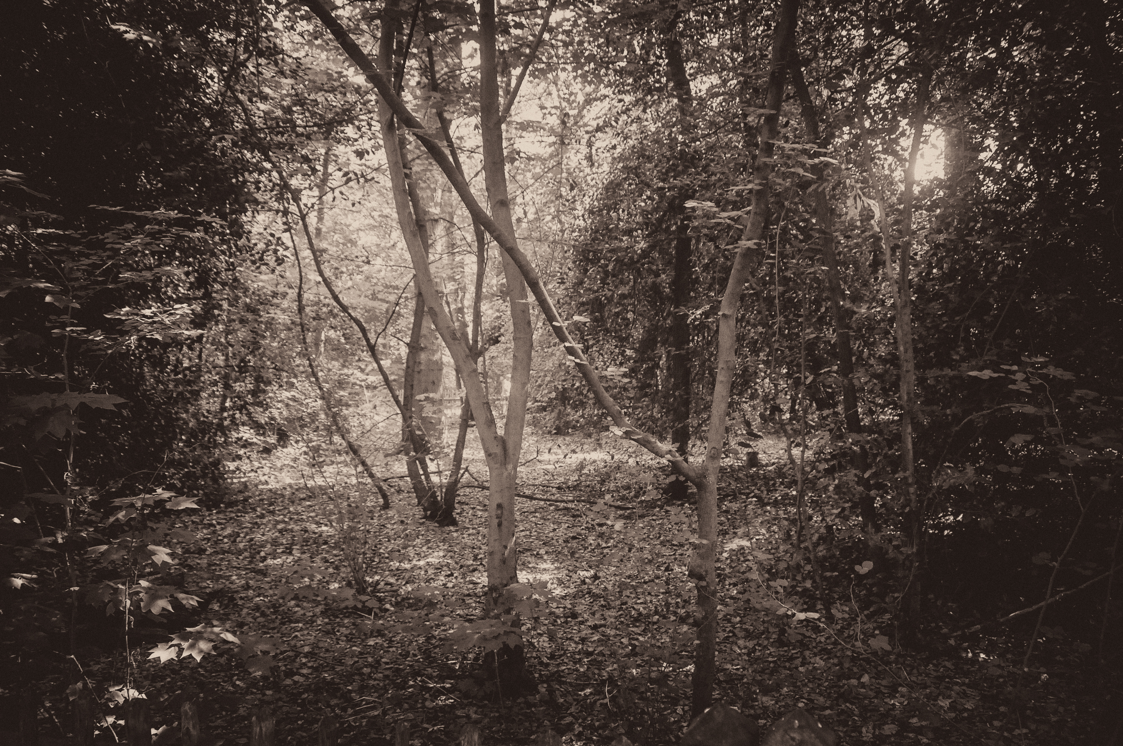 Faeries