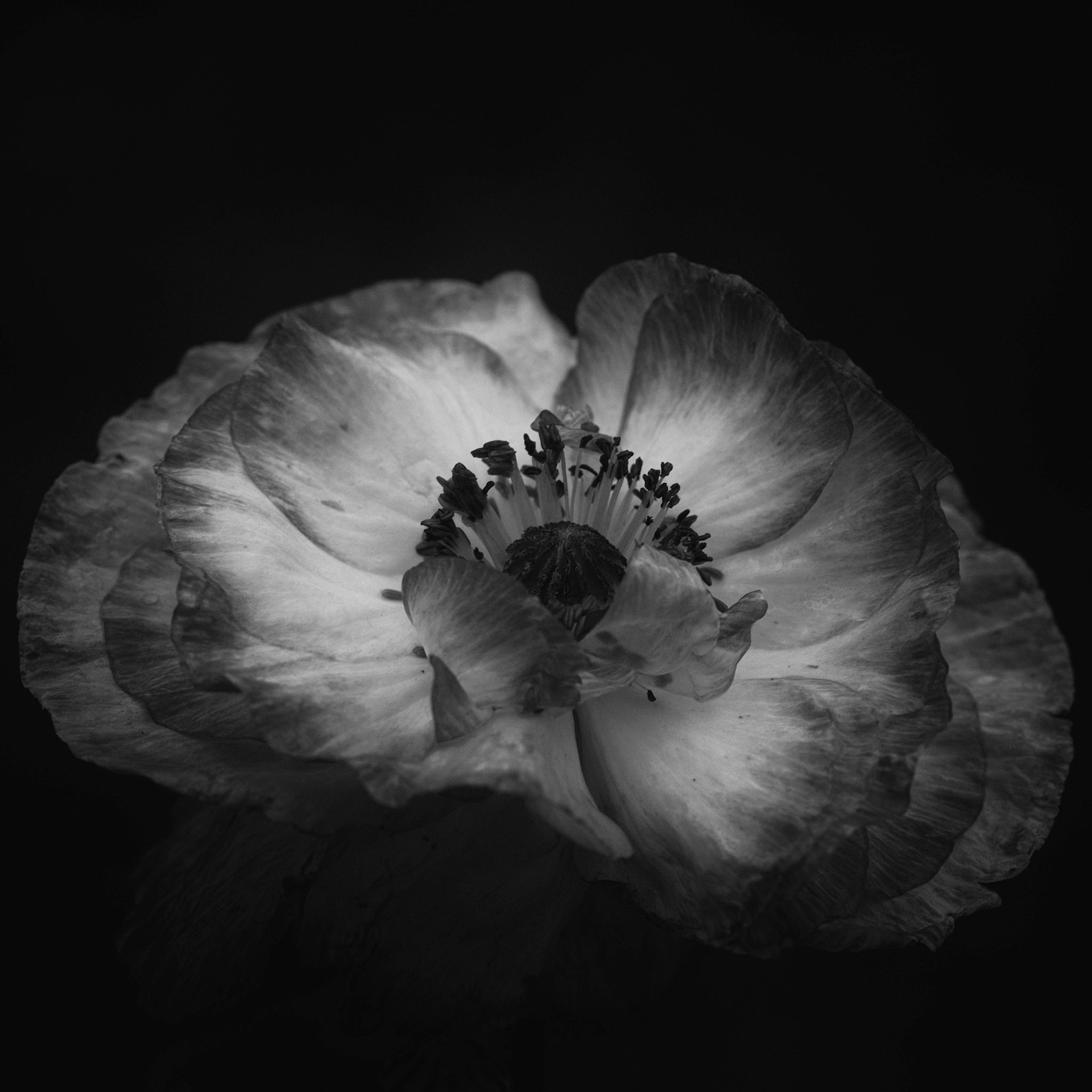 Papaveraceae