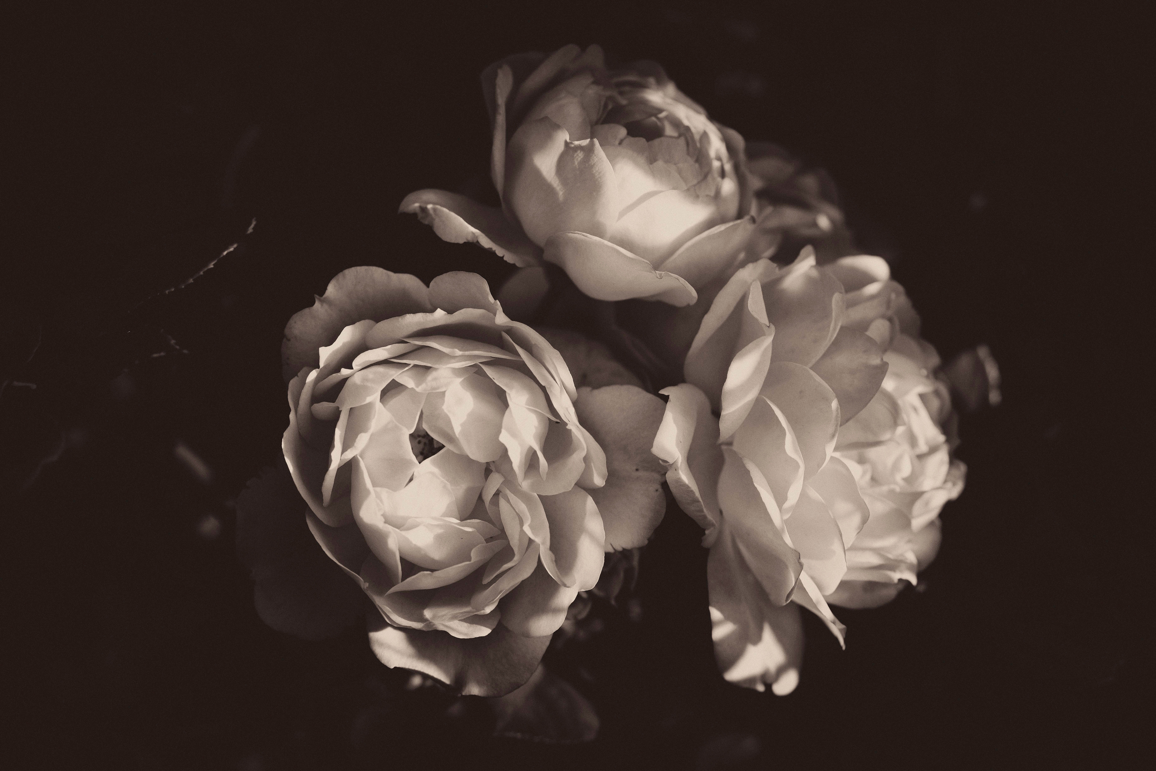 Rosa I