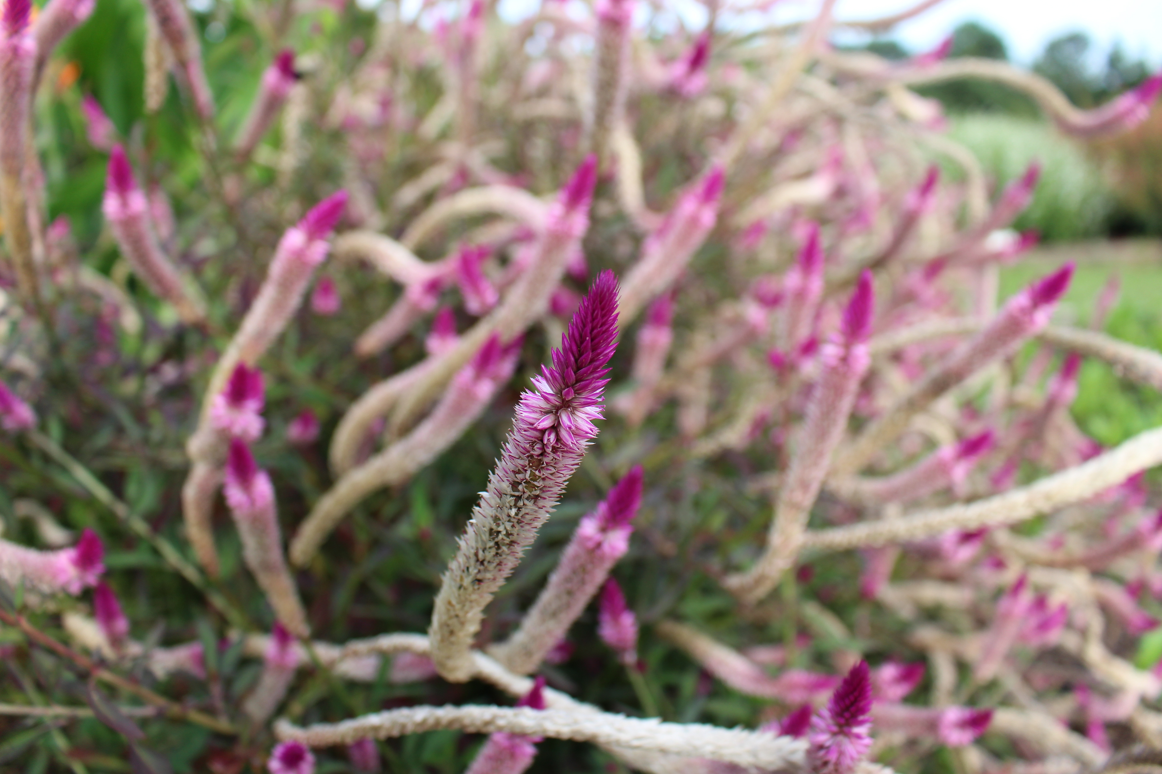 Celosia argentea