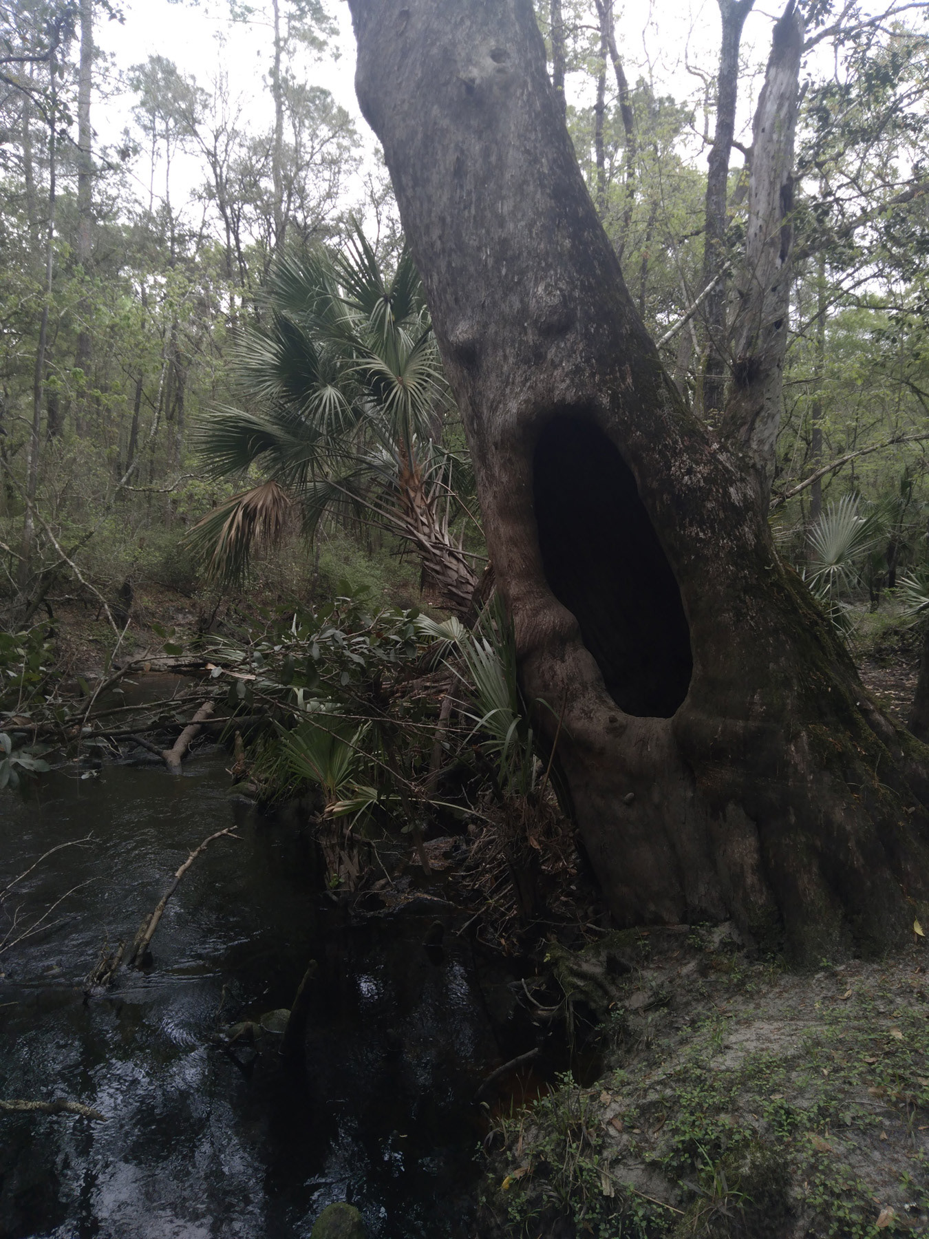 JENNINGS STATE FOREST-FLORIDA COLLECTION, 2021