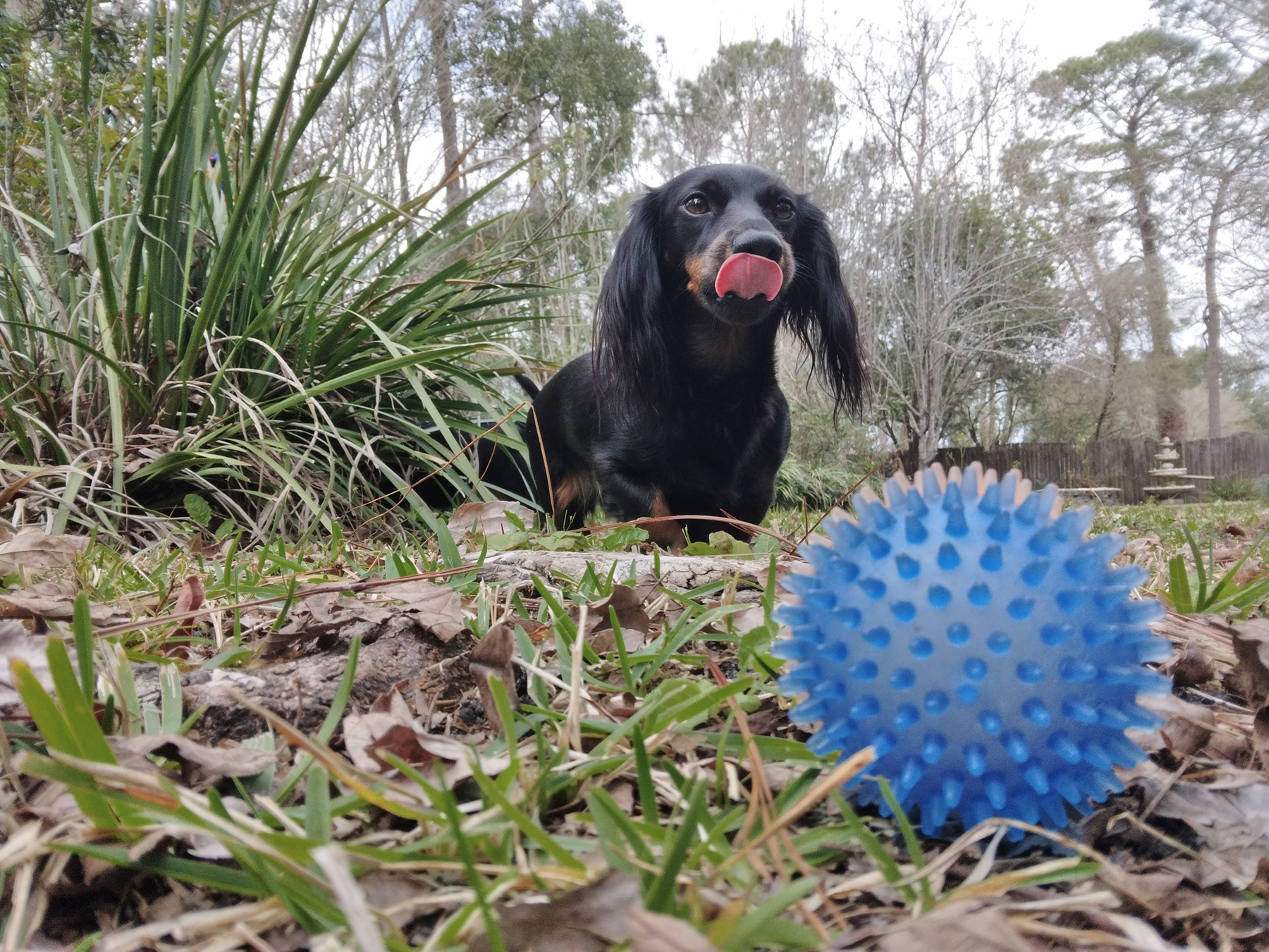 LOCKNESS MONSTER-BACKYARD COLLECTION, 2023