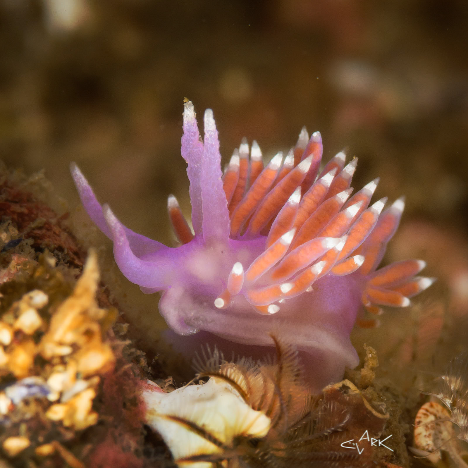NUDIBRANCH