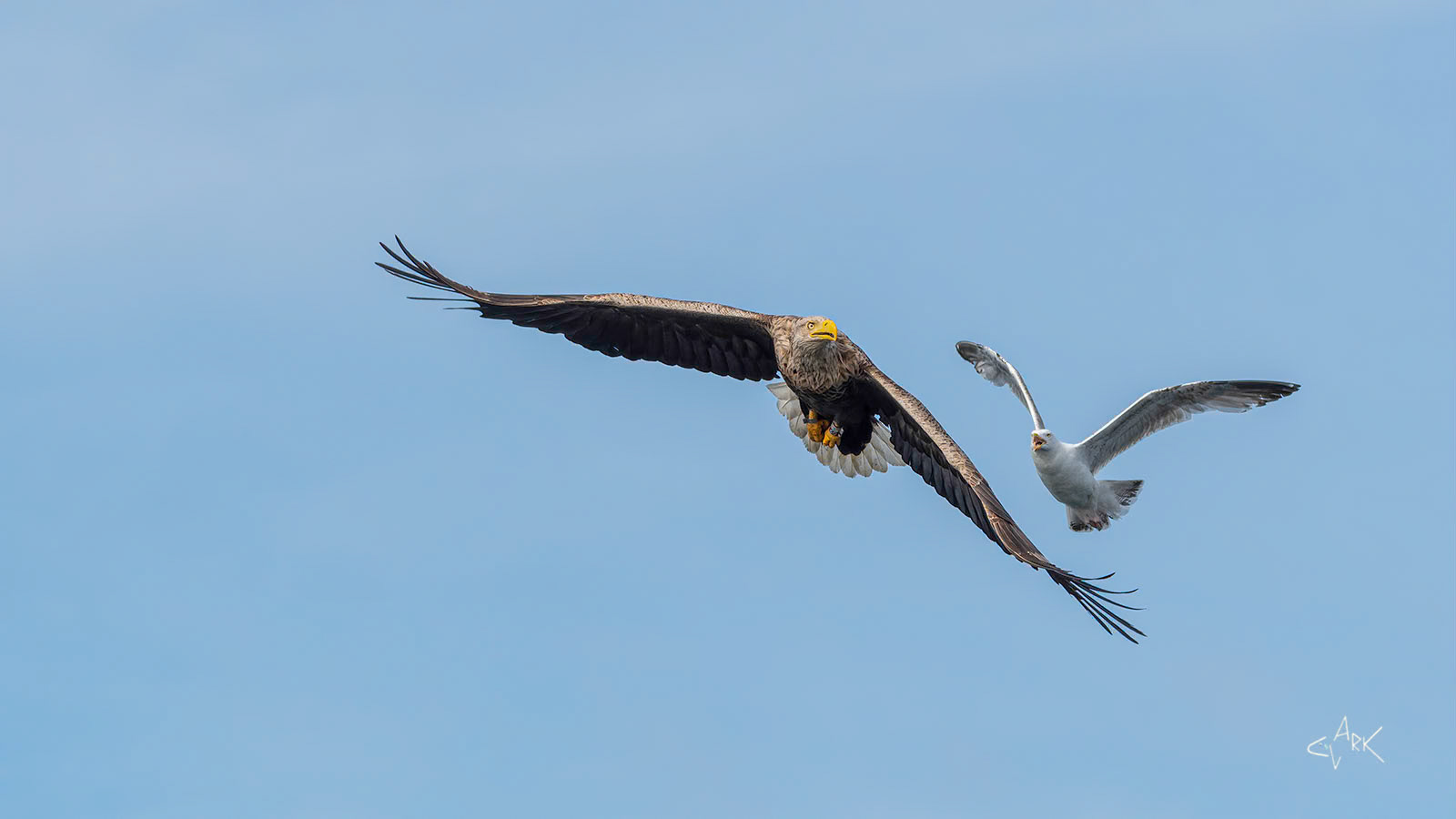 SEA EAGLE