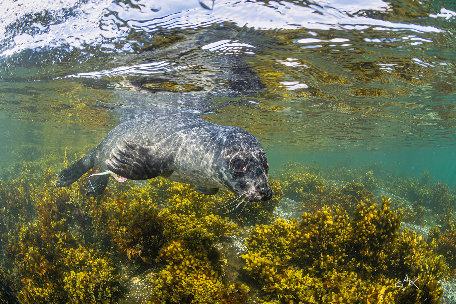 COMMON SEAL PUP