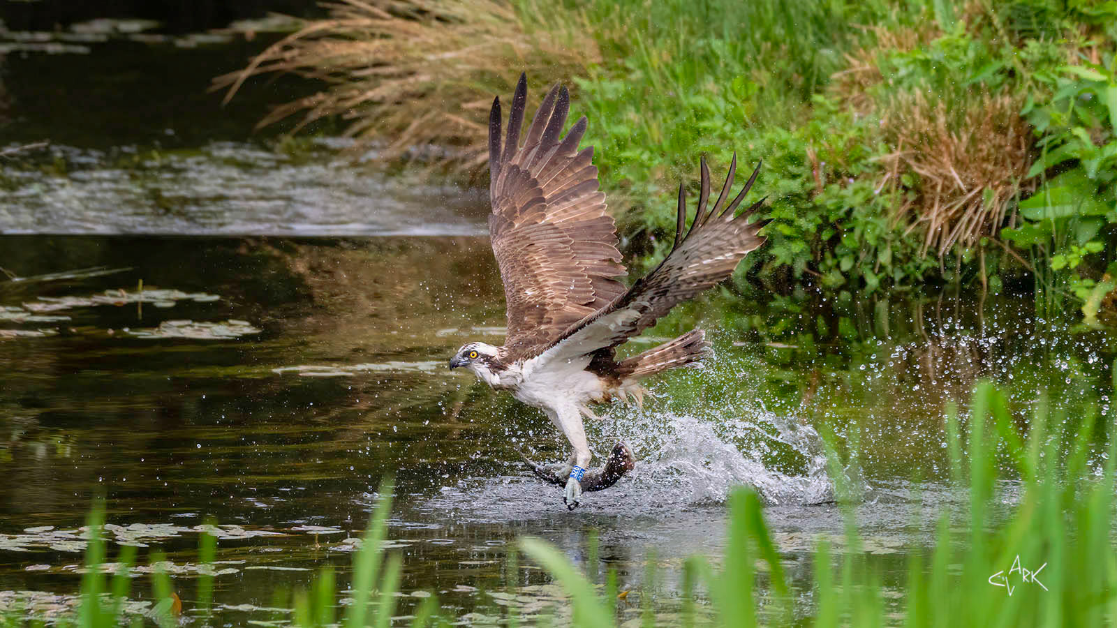 OSPREY