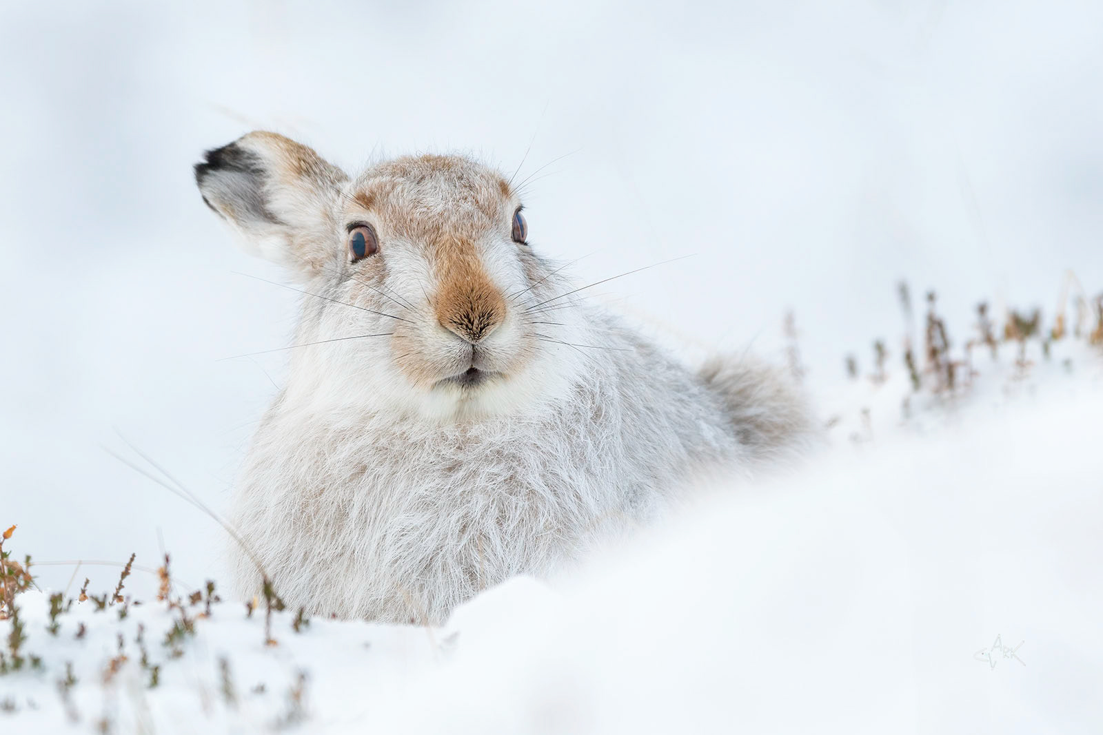 Mountain Hare