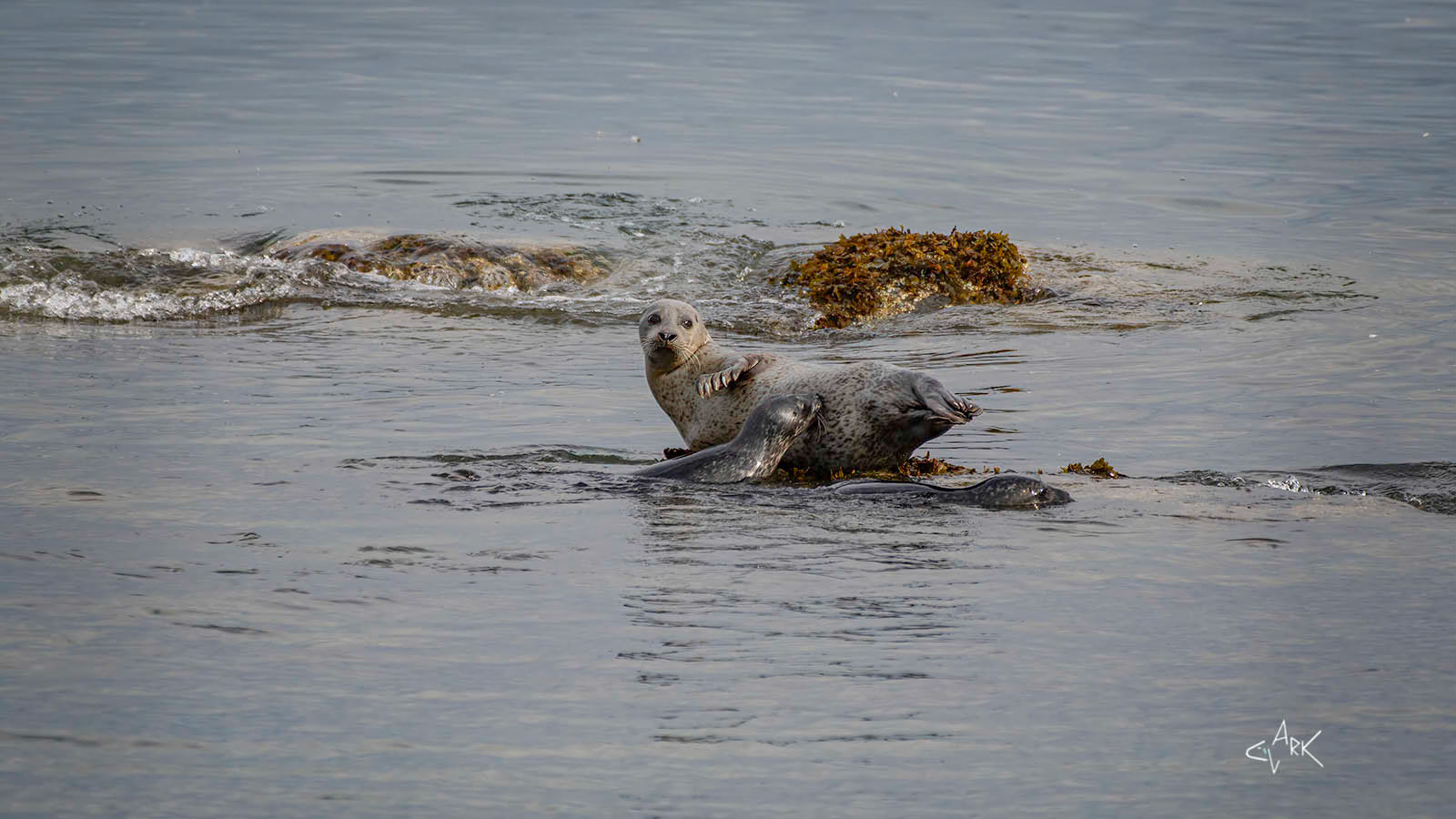 COMMON SEAL NURSING PUP