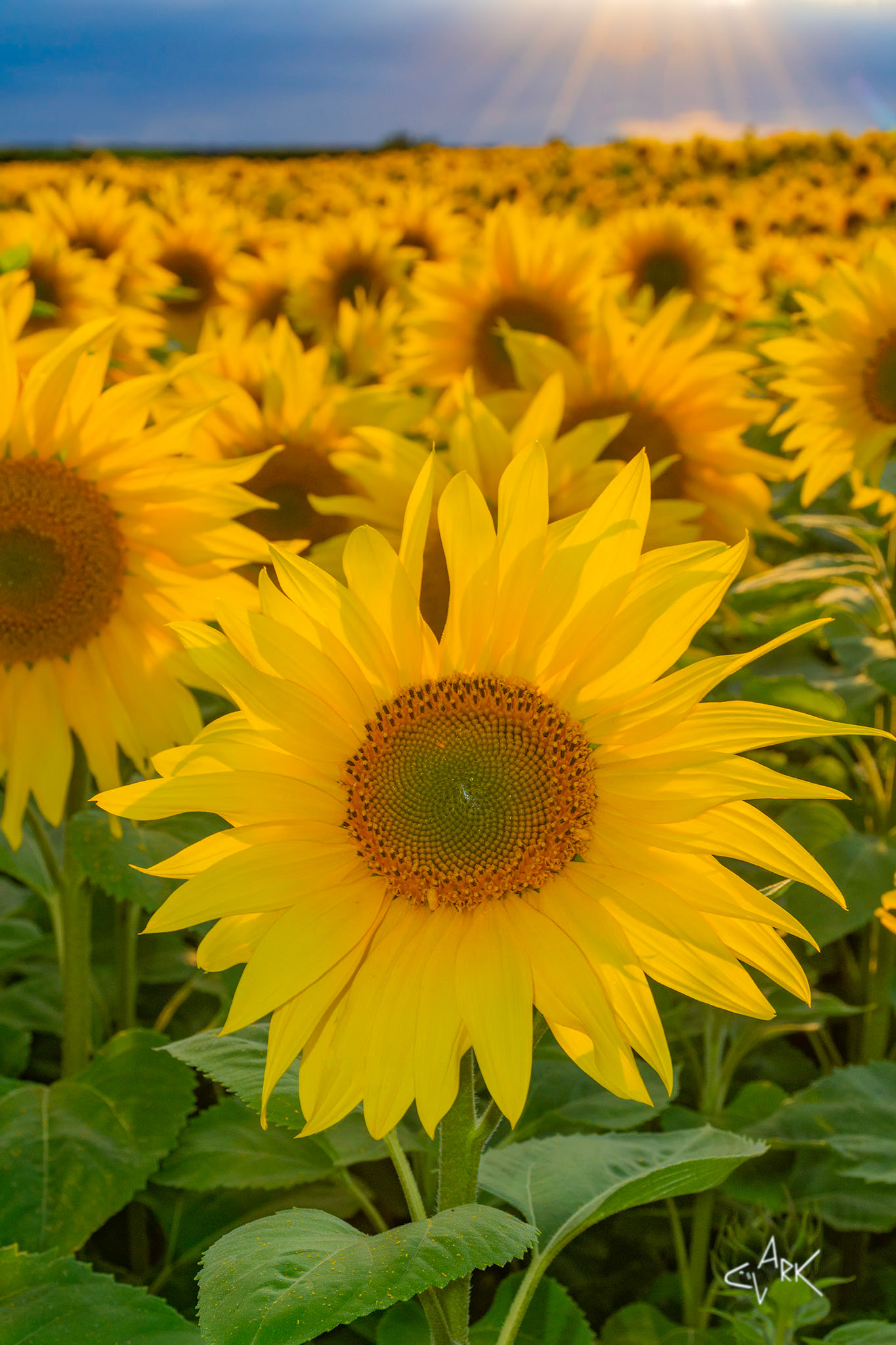 SUNFLOWER SUNSET