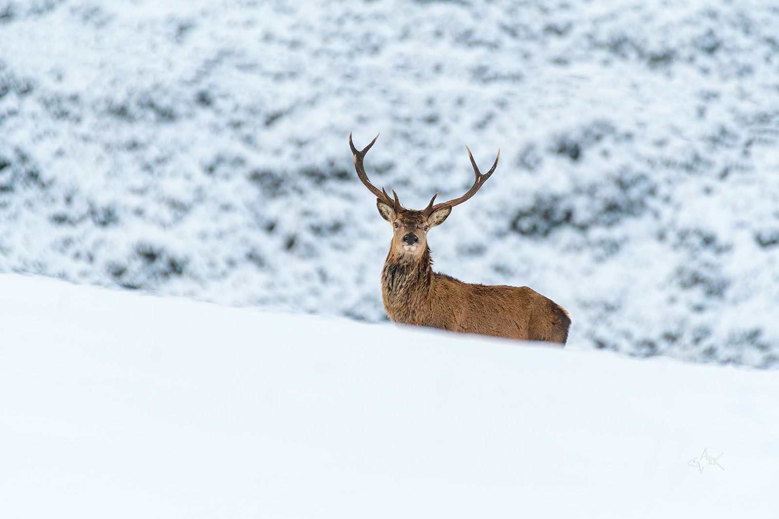Red Deer Stag