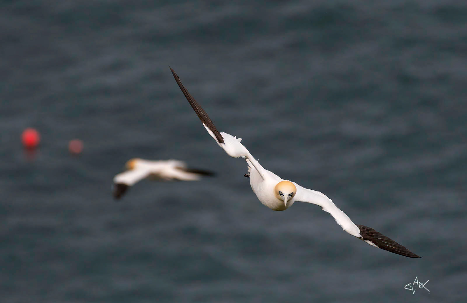 NORTHERN GANNET
