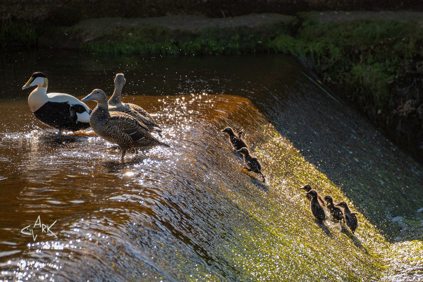 Eider Duck family