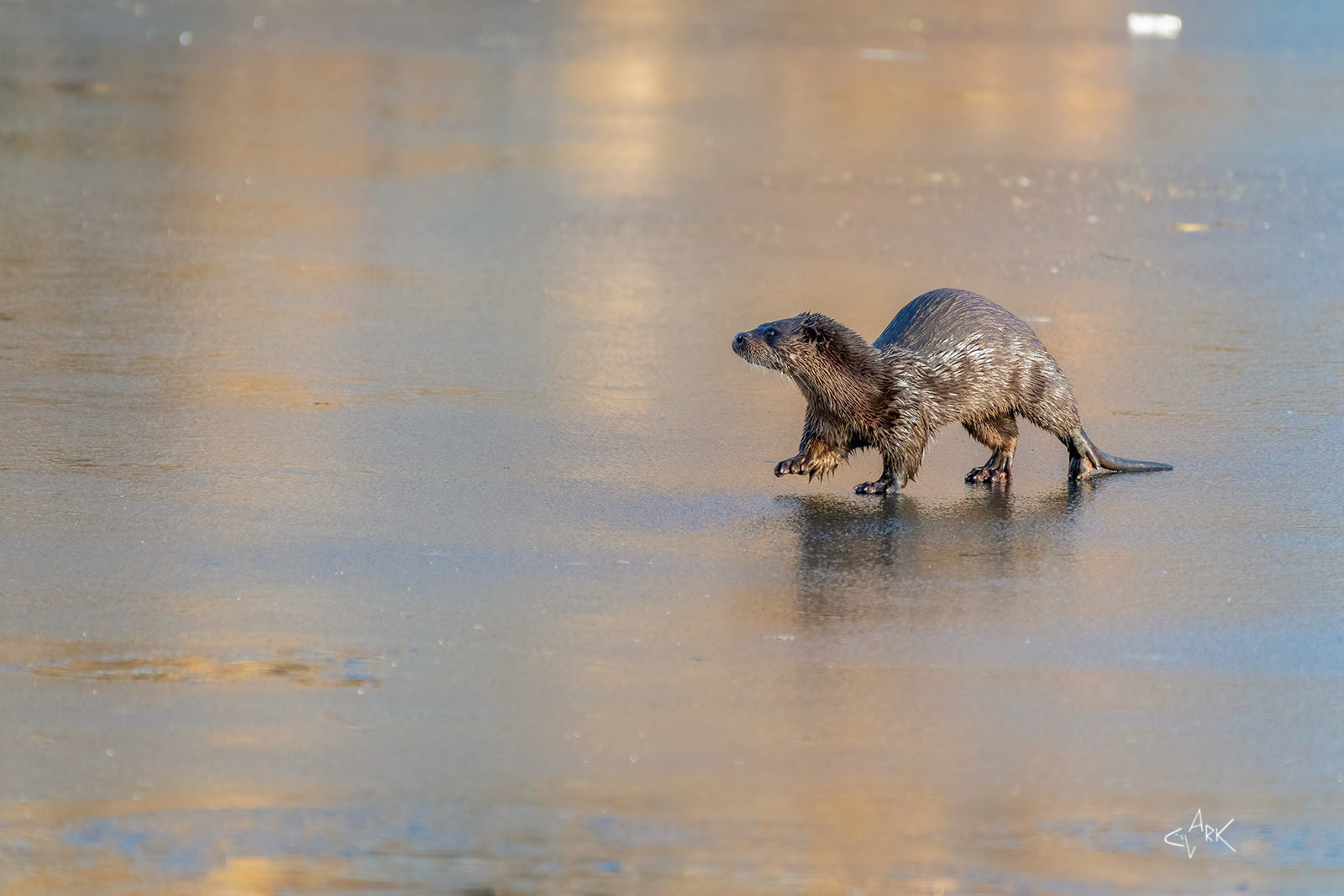 Otter on Ice