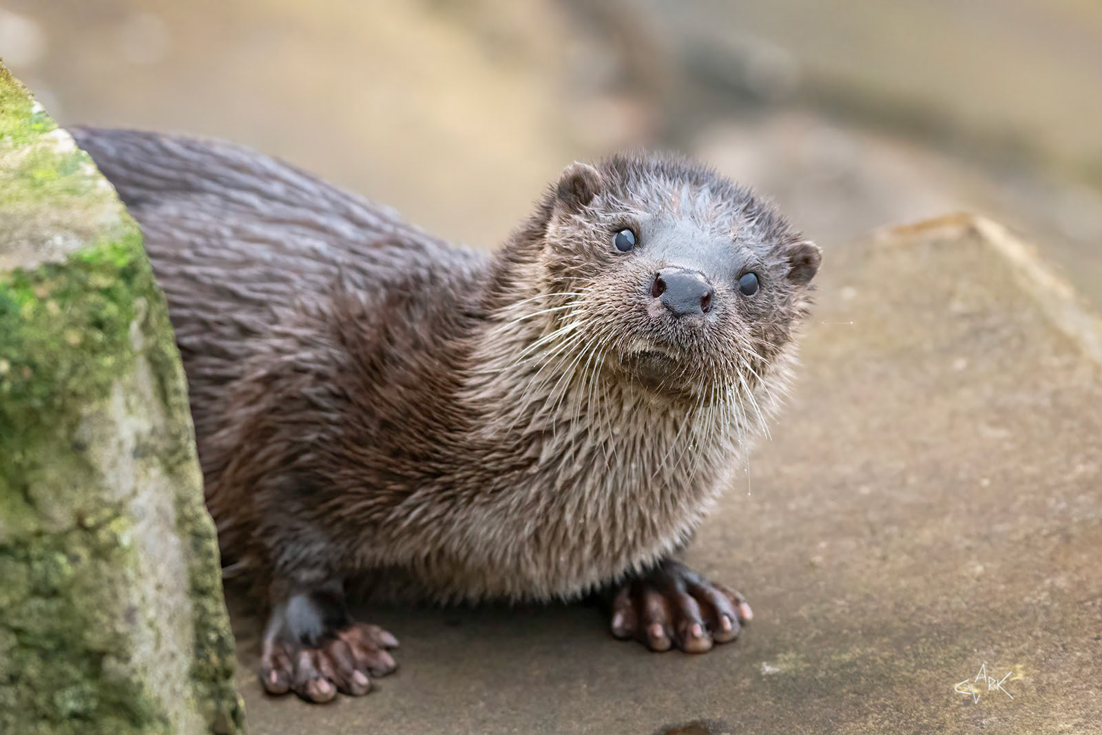 URBAN OTTER
