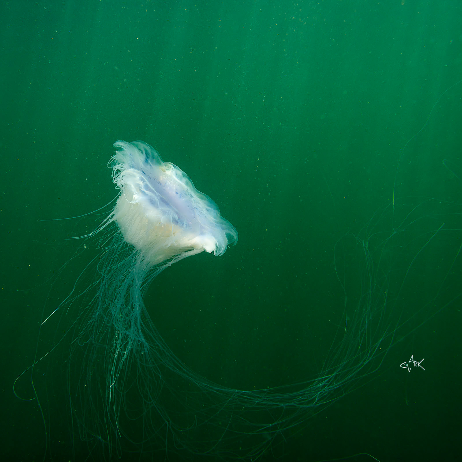 LIONS MANE JELLYFISH