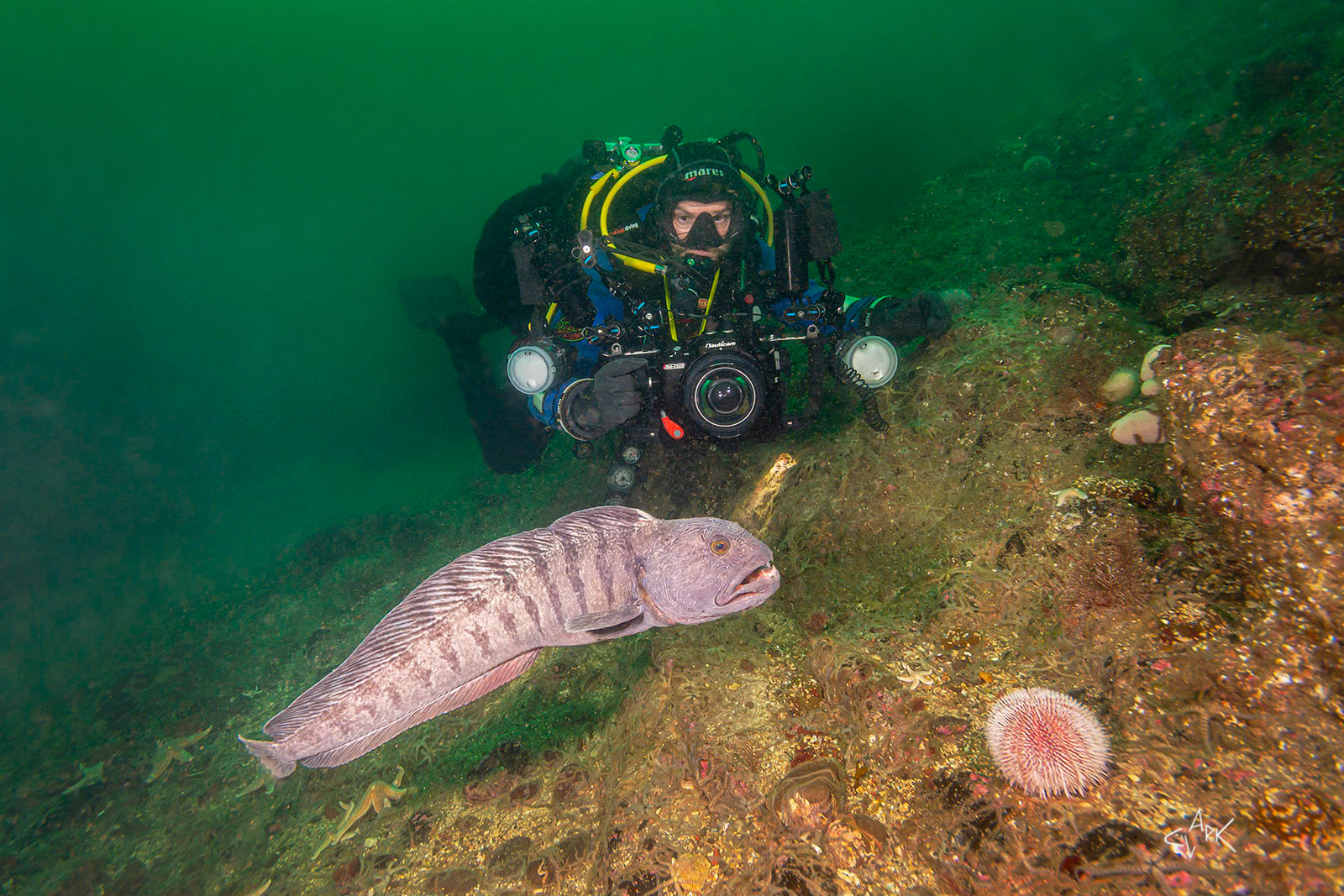 DIVER AND WOLFFISH