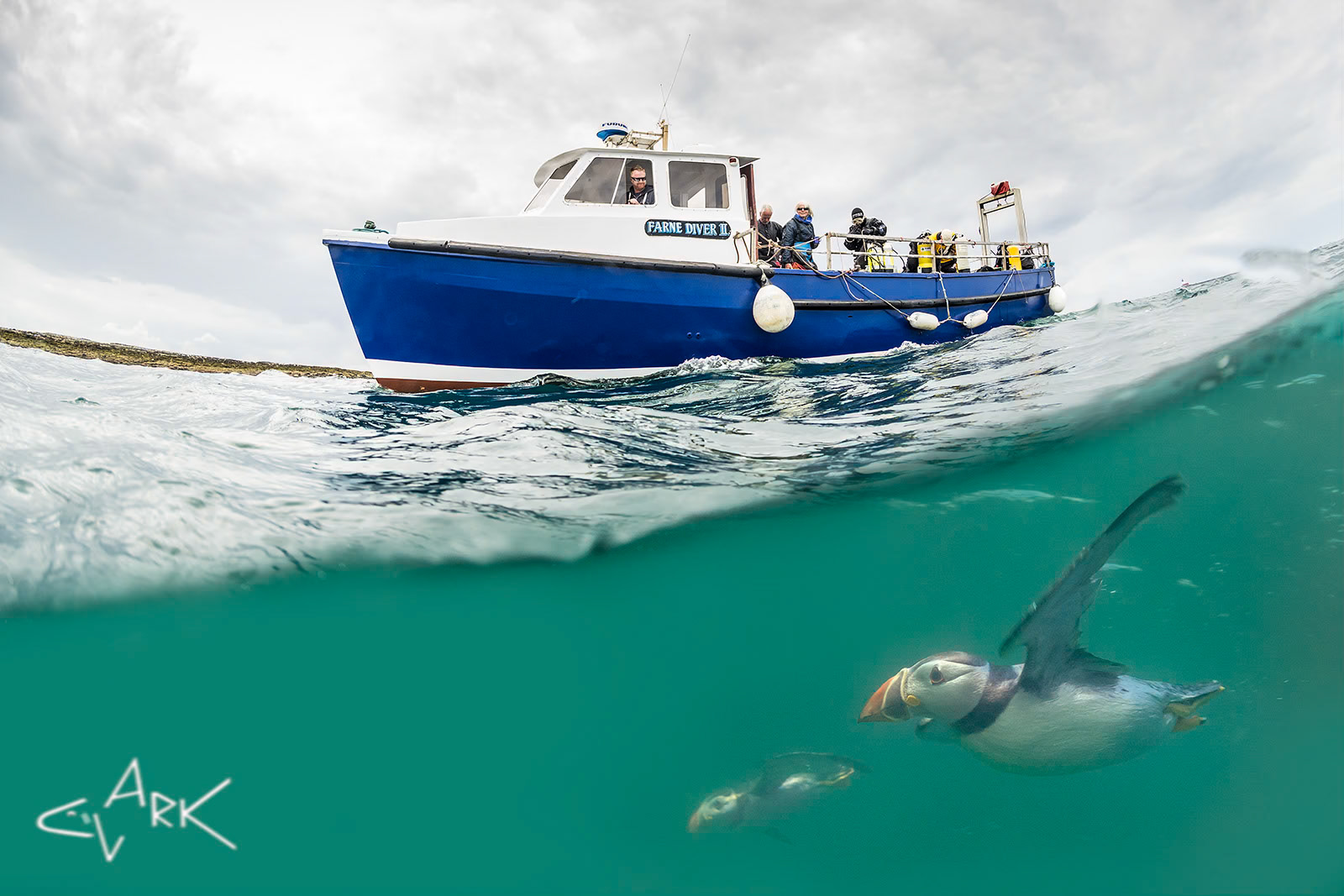 UNDERWATER PUFFINS