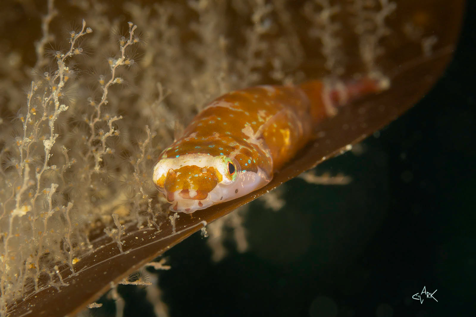 CLINGFISH