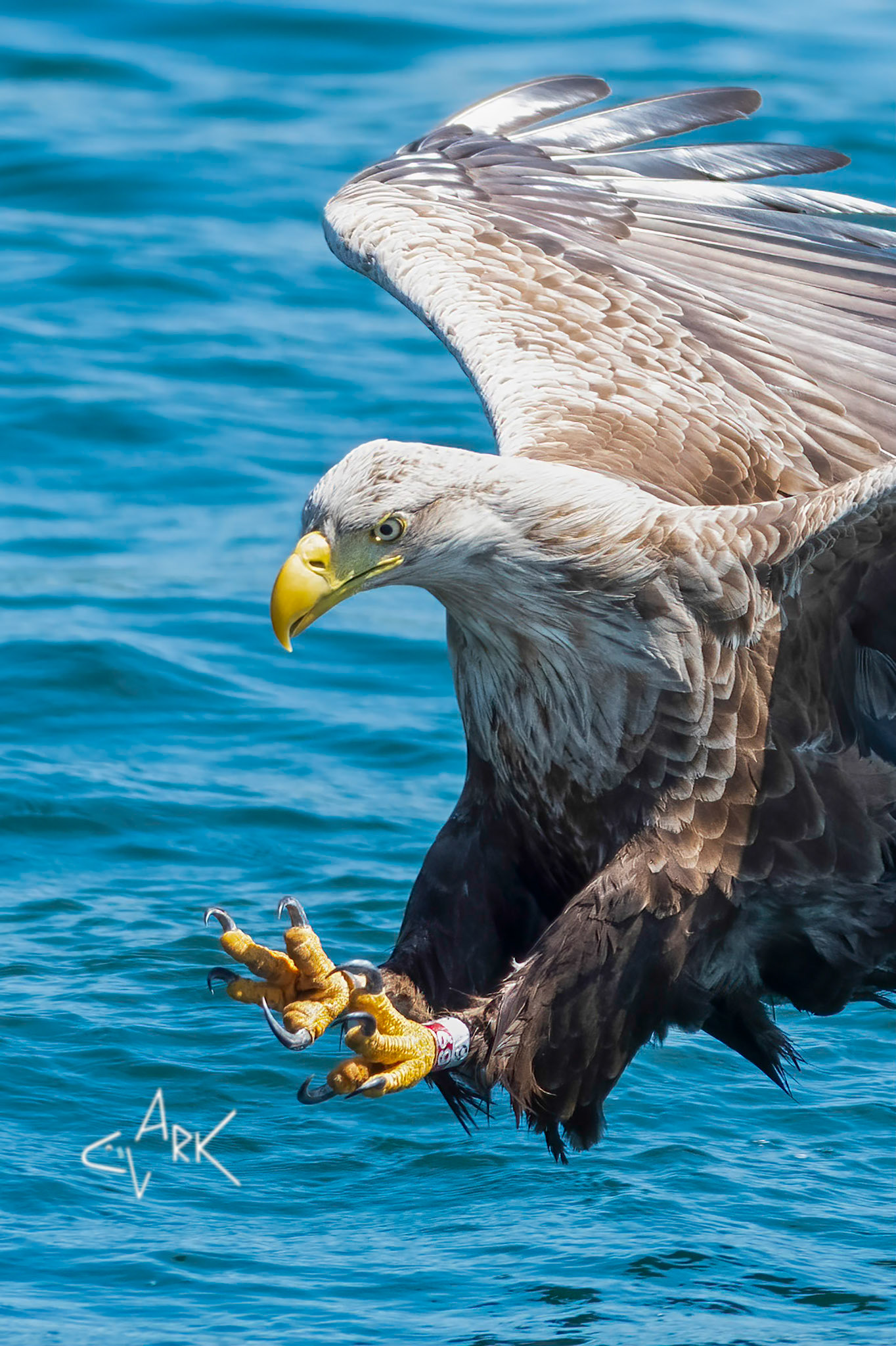 SEA EAGLE