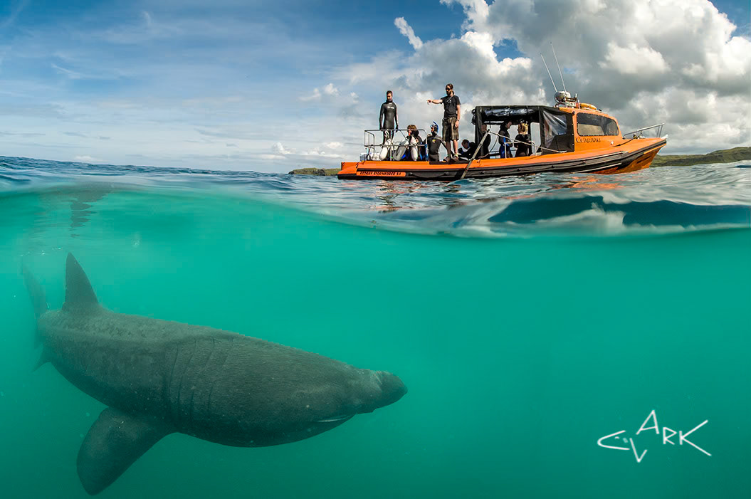 BASKING SHARK ENCOUNTER