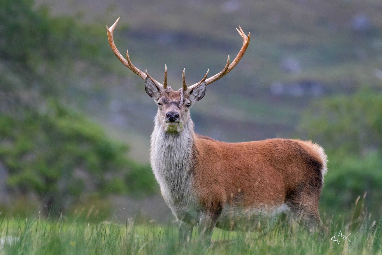 RED DEER STAG