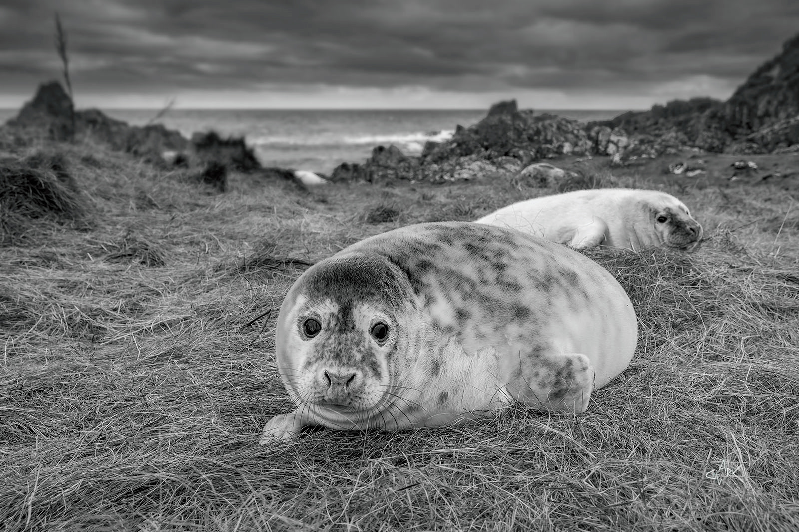 Grey Seal Pup