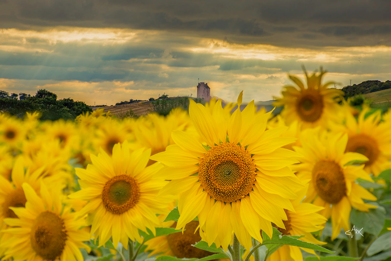 Sunflowers