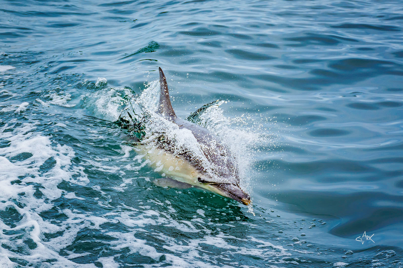 Common Dolphin