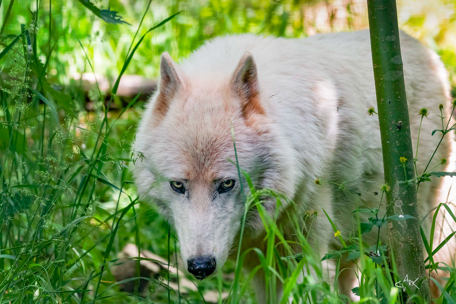 ARCTIC WOLF
