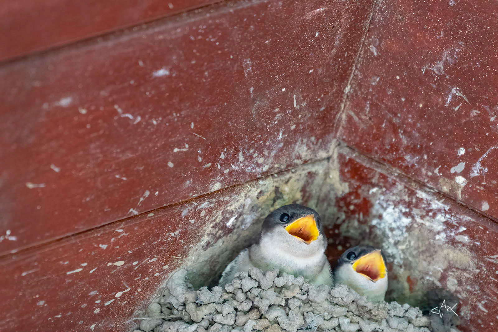 HOUSE MARTINS
