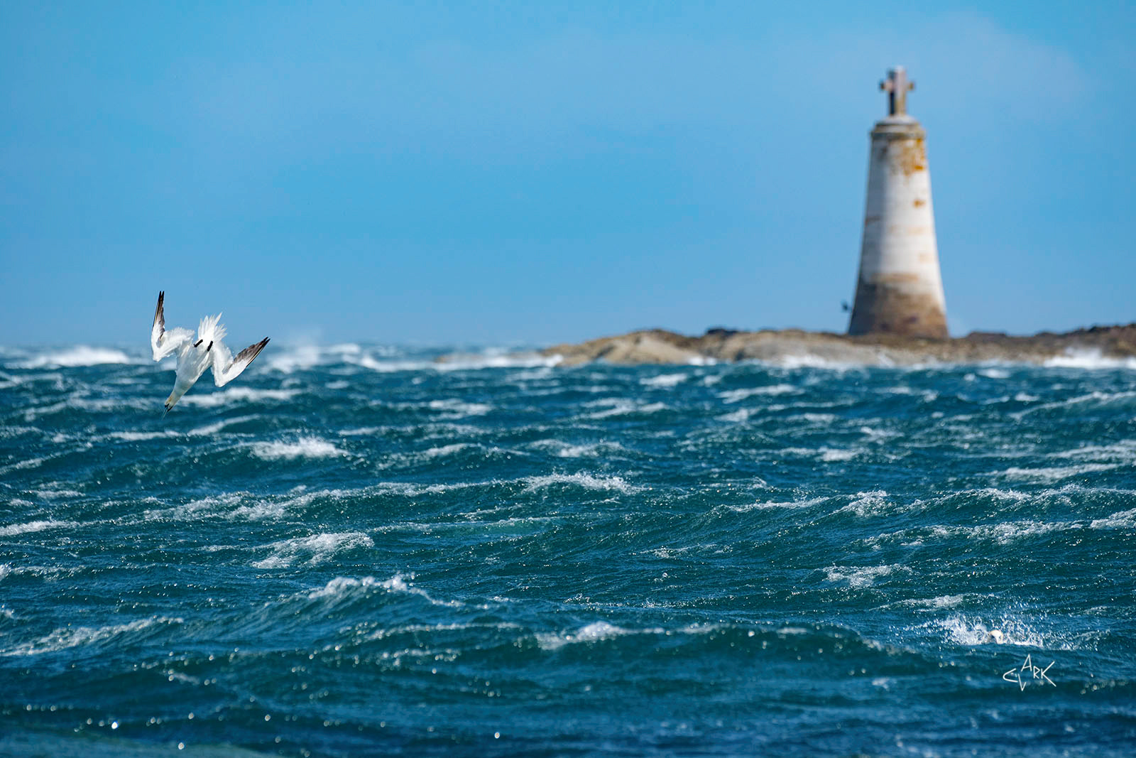 Diving Gannet