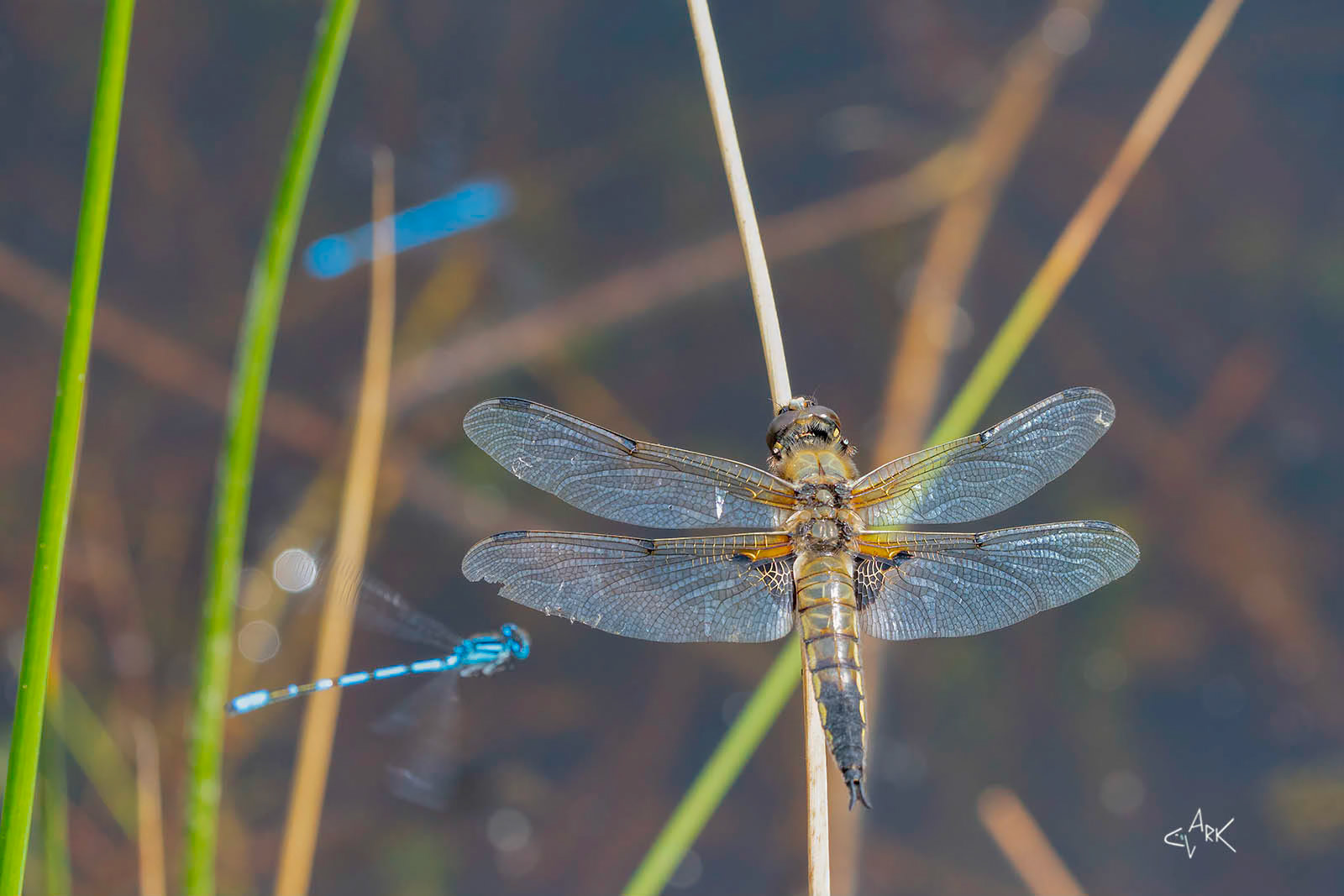 DRAGONFLY