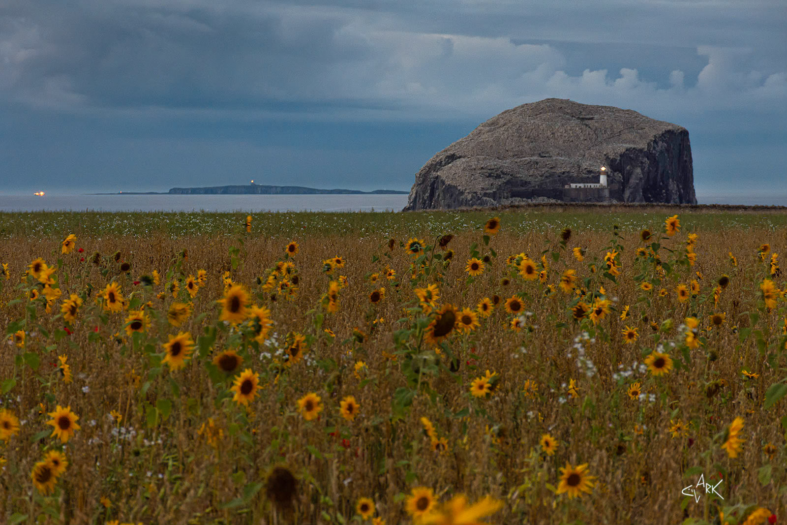 BASS ROCK SUNFLOWERS