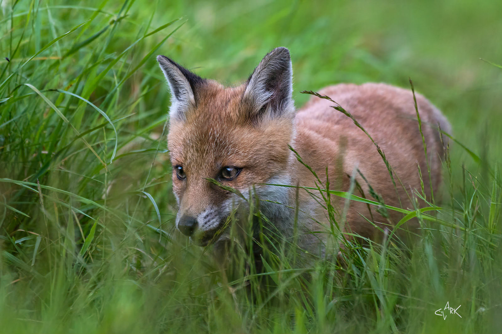 FOX CUB