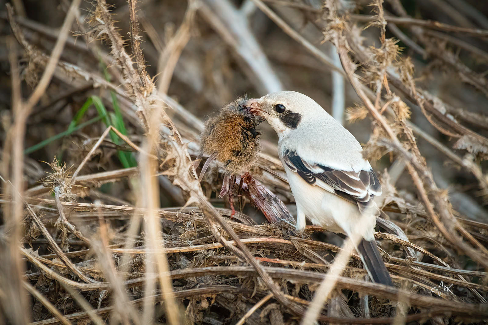 Shrike with a vole