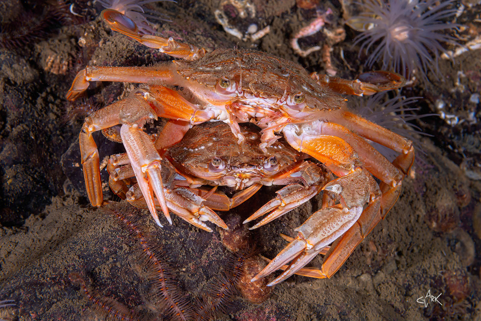 MATING SWIMMING CRABS