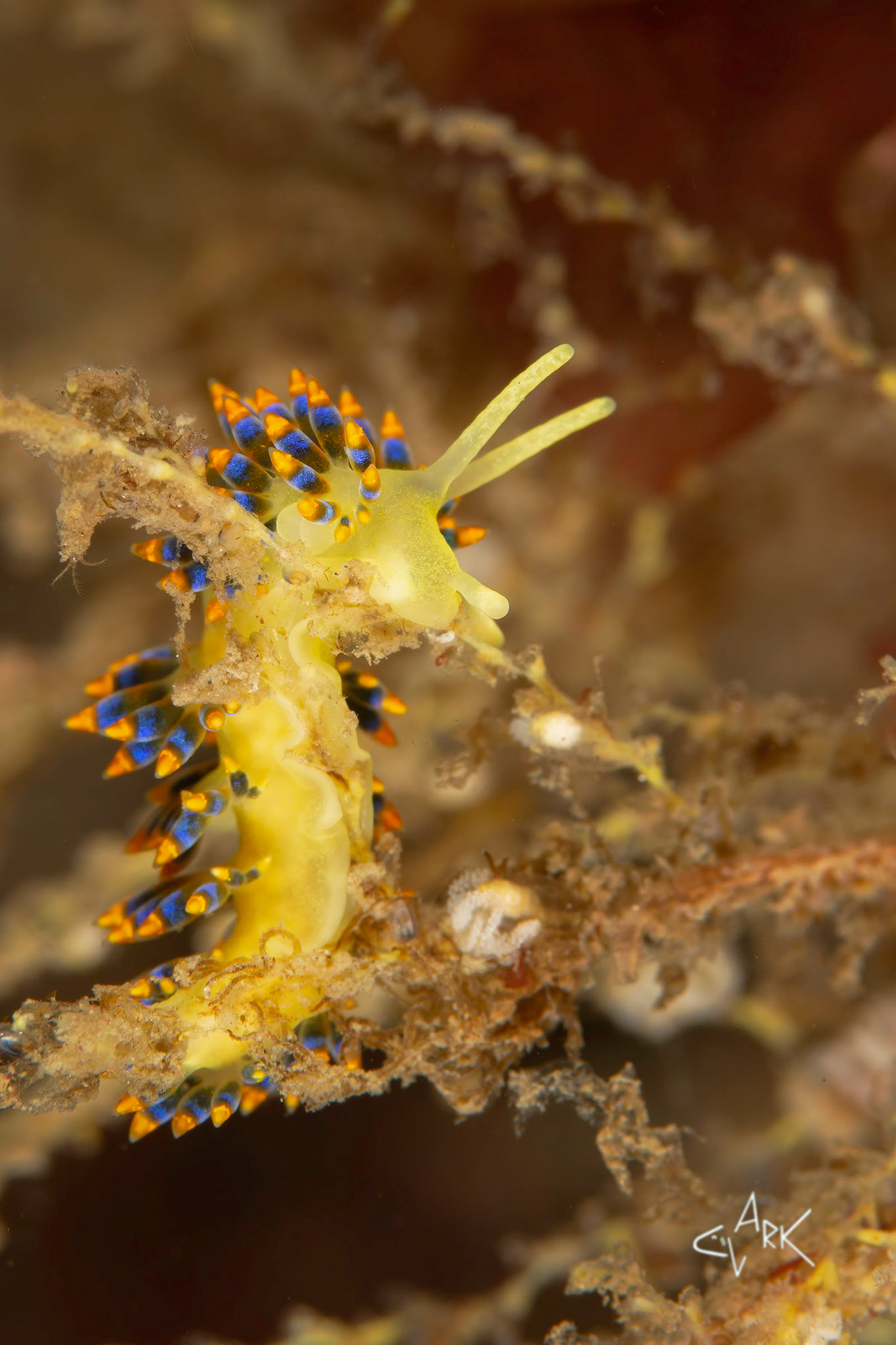 NUDIBRANCH