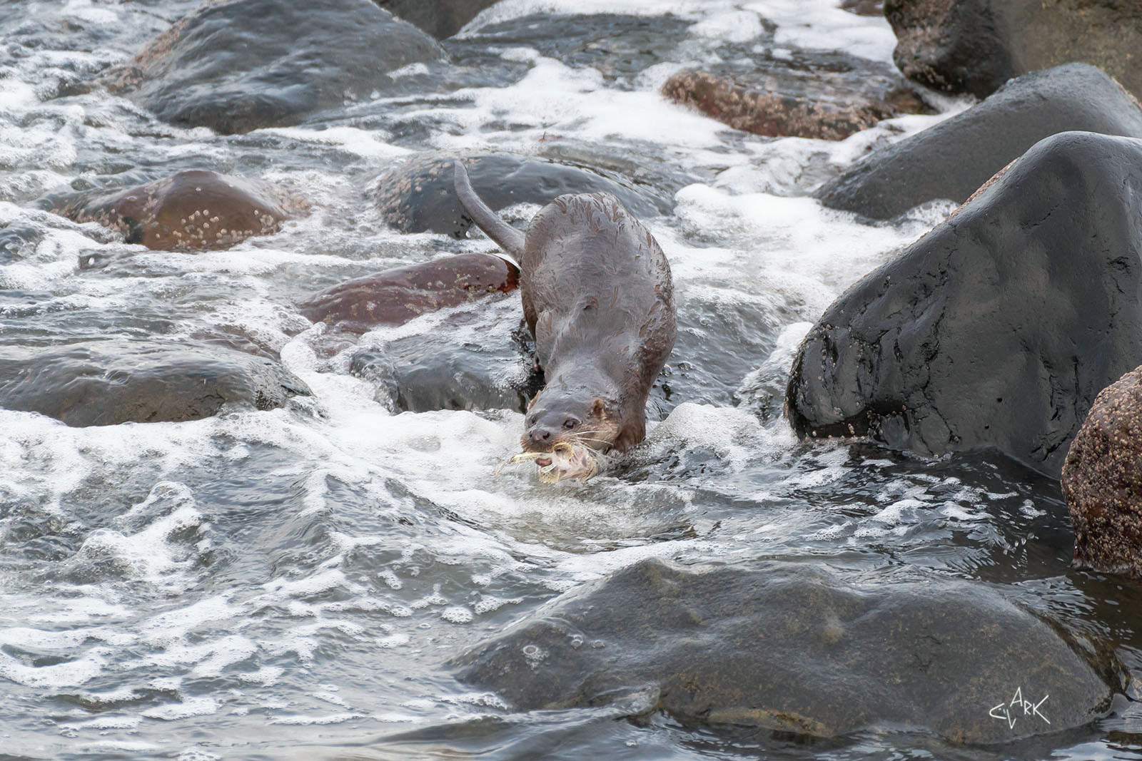 Otter with scorpion fish
