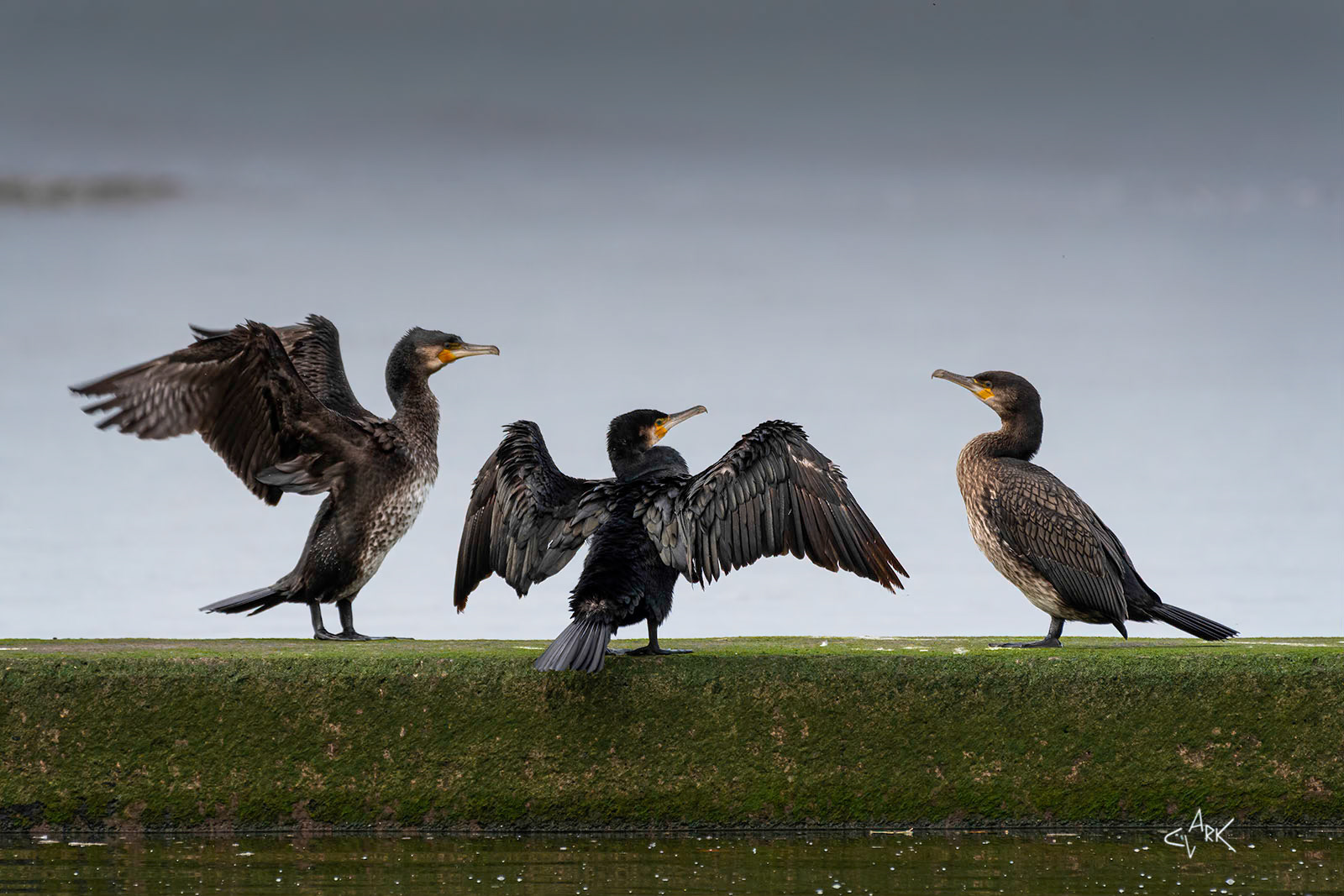 "BREAK IT UP GUYS" CORMORANTS