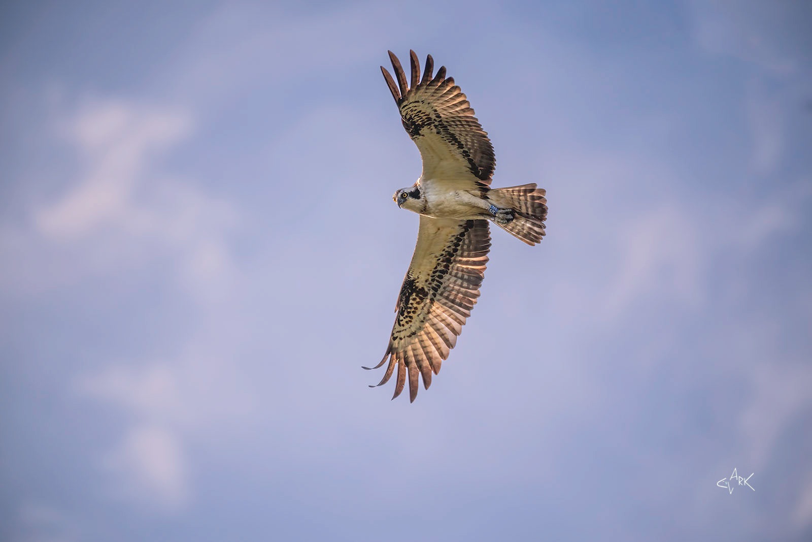 Osprey