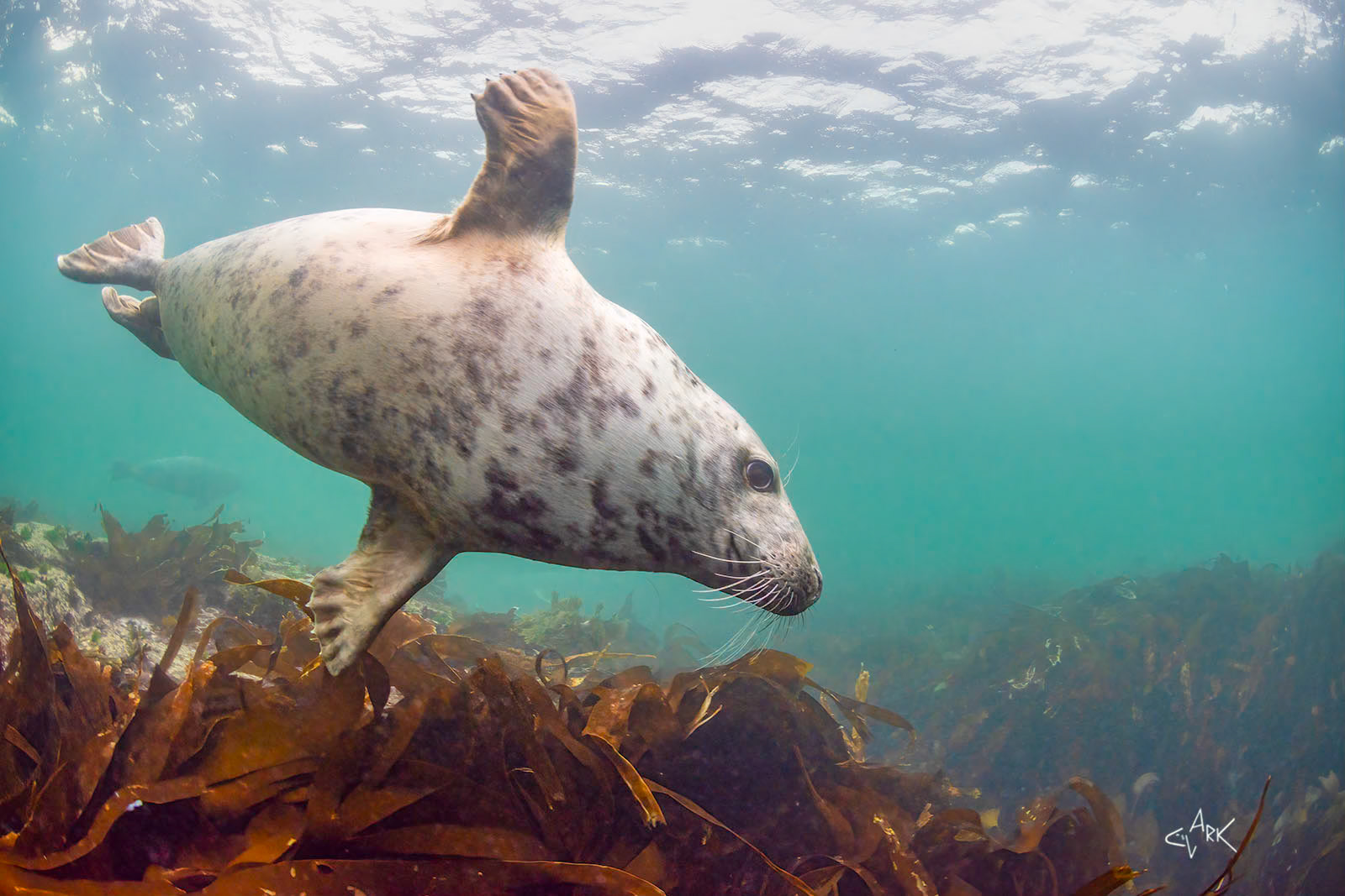 GREY SEAL
